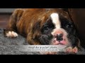 داستان اعرابی و سگ گرسنه، موسیقی متن از جلال ذوالفنون