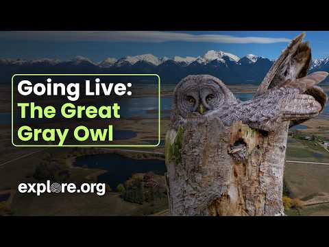 Going Live | The Great Gray Owl