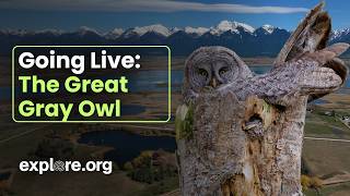 Going Live | The Great Gray Owl