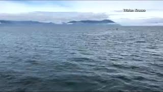 Amazing whale surprise in Alaska