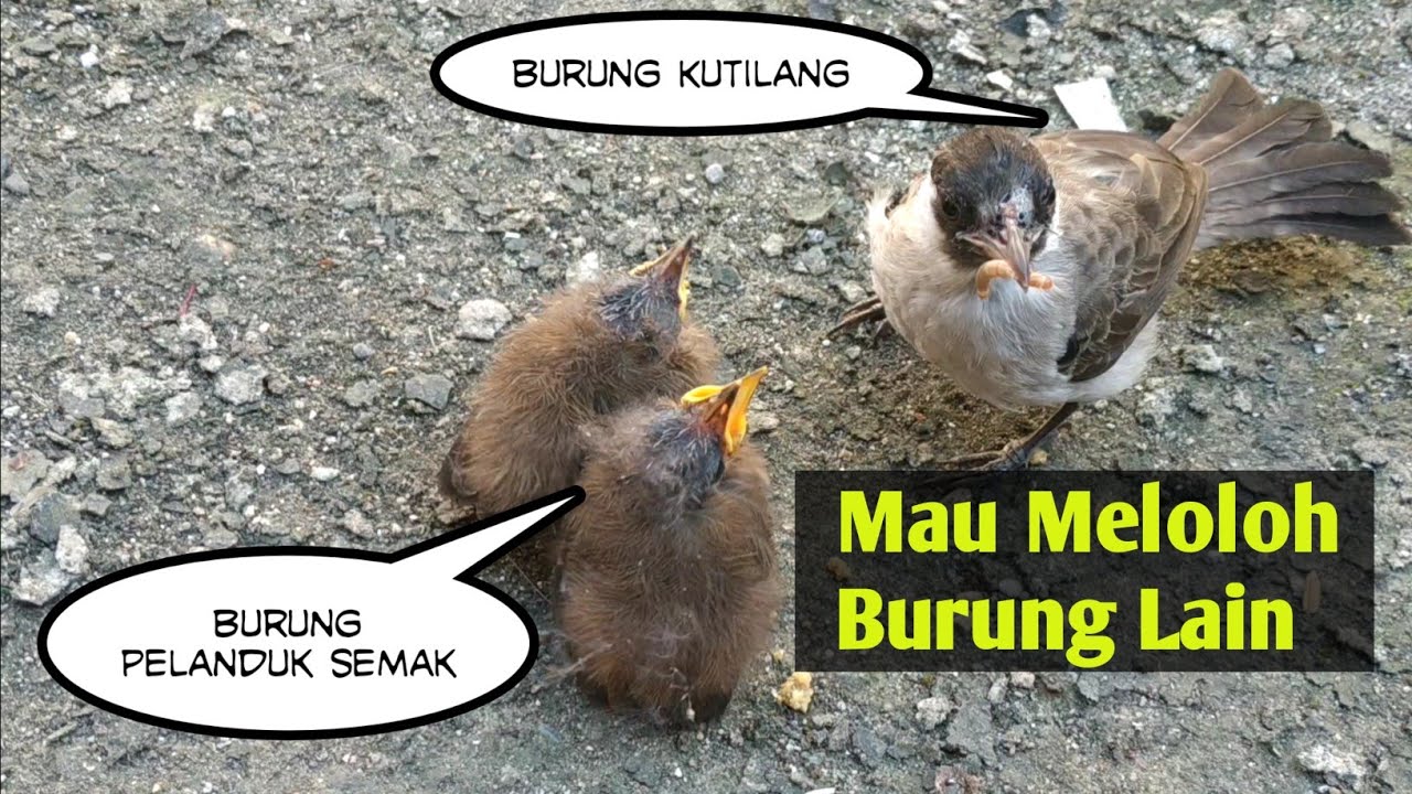 Kutilang Jinak Meloloh Anak Burung Lain | SATU-SATUNYA DI YOUTUBE 