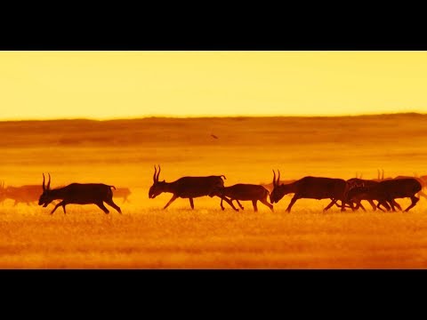 Video: Ustyurt Nature Reserve, Kazakhstan: maelezo, vitu vya ulinzi wa mimea na wanyama, picha