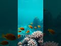 Coral Reef Wonders: 25% of All Marine Life Lives on 1% of the Ocean
