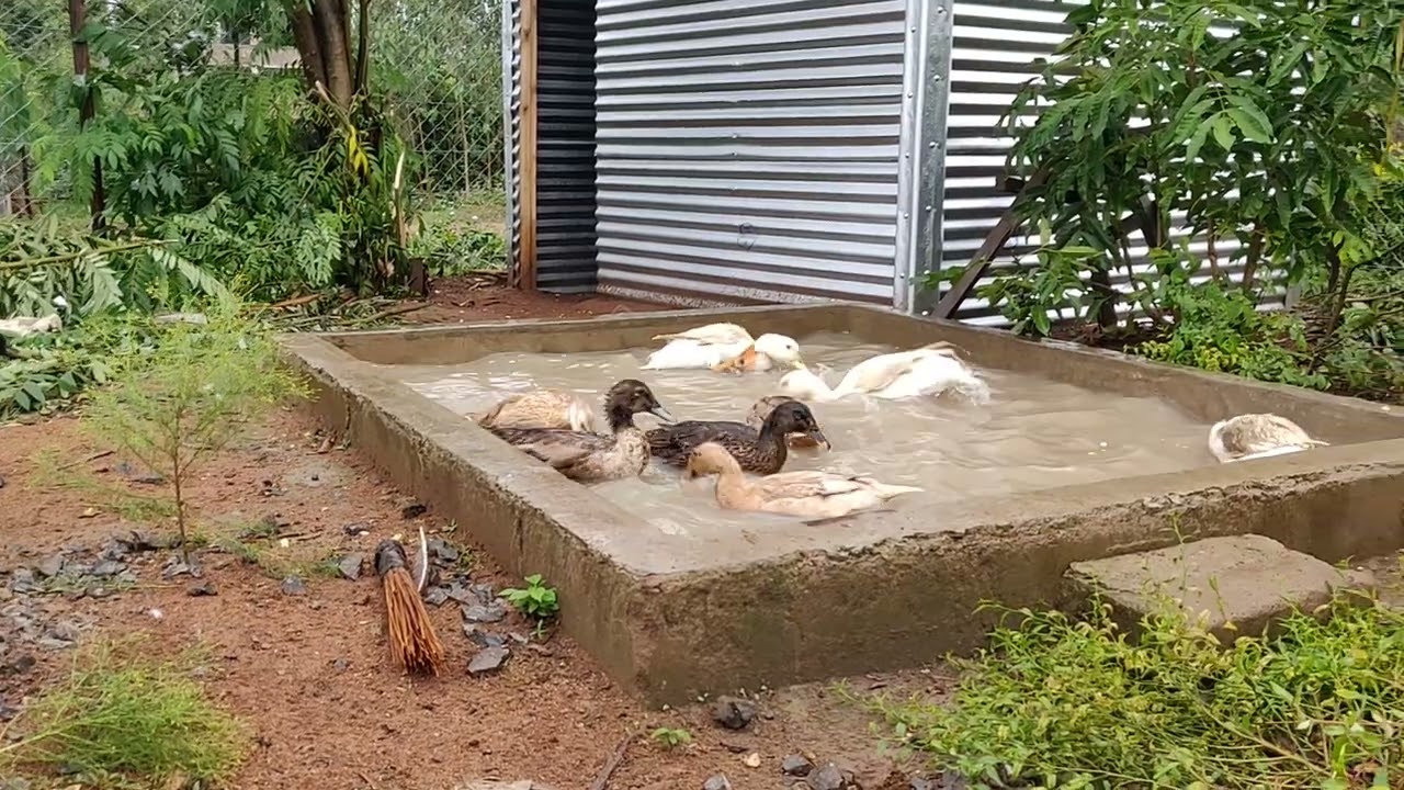 Ducks swimming in a tiny pool 