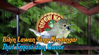 Cipoh Full Ngerek : Paling Sukses Bikin Sirtu Lain Ikut Emosi dan Gacor