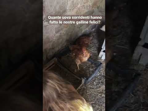 Raccogliere le uova