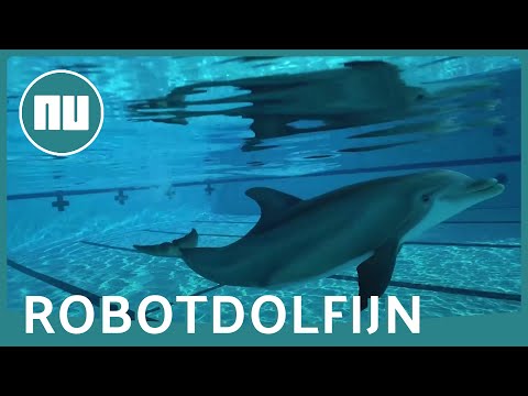 Bedrijf ontwikkelt levensechte robotdolfijn voor dierenparken | NU.nl