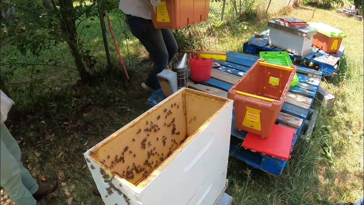 A Tale of Two Queens… In One Hive!?! YouTube