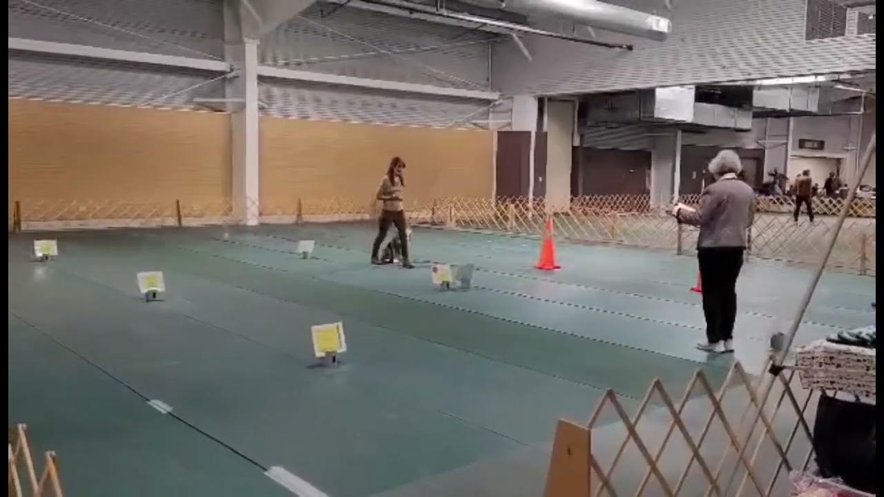 akc-beginner-novice-obedience-1-14-2023-youtube