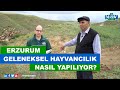 Erzurumda Geleneksel Hayvancılık Nasıl Yapılıyor?