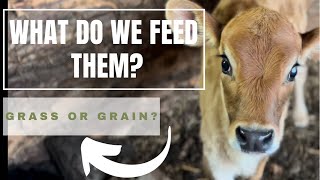 What We Feed Our Milk Cows | Dairy Cow | Milk Cow | Jersey Milk Cow | How To Feed A Cow | Grass Fed