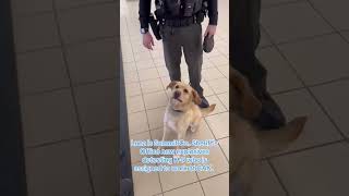 Meet Luna, Summit Co. Sheriff's Office new explosives-detecting K-9 who will be working at CAK!
