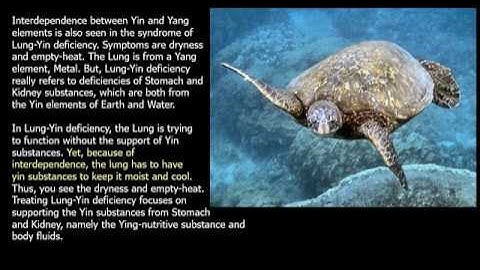 6-element acupuncture: 2nd Level of Interaction between Yin & Yang: Interdependence