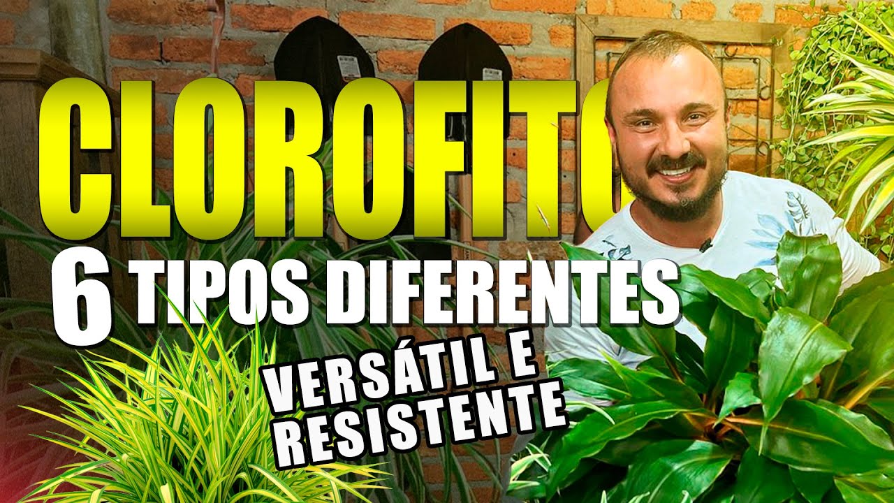 CLOROFITO: planta super resistente | 6 tipos para você cultivar