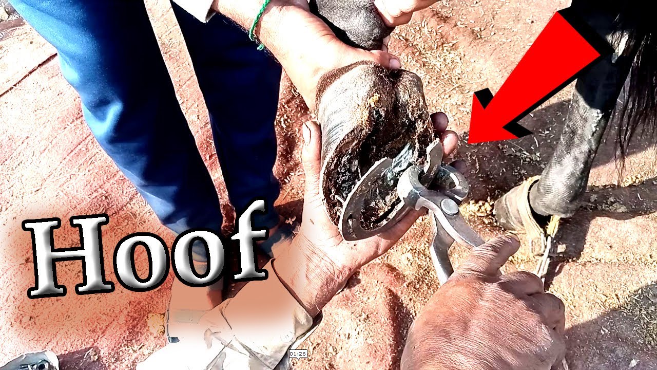 Horse Hoof Repair, And Restoration, YouTube