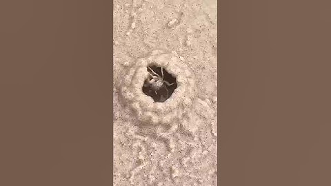 هَٰذَا خَلْقُ اللَّهِ #quran #الشيخ المنشاوي #المنشاوي #تلاوة خاشعة #قران كريم