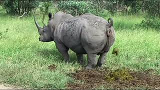 Носорог срёт под дабстеп 1 час подряд