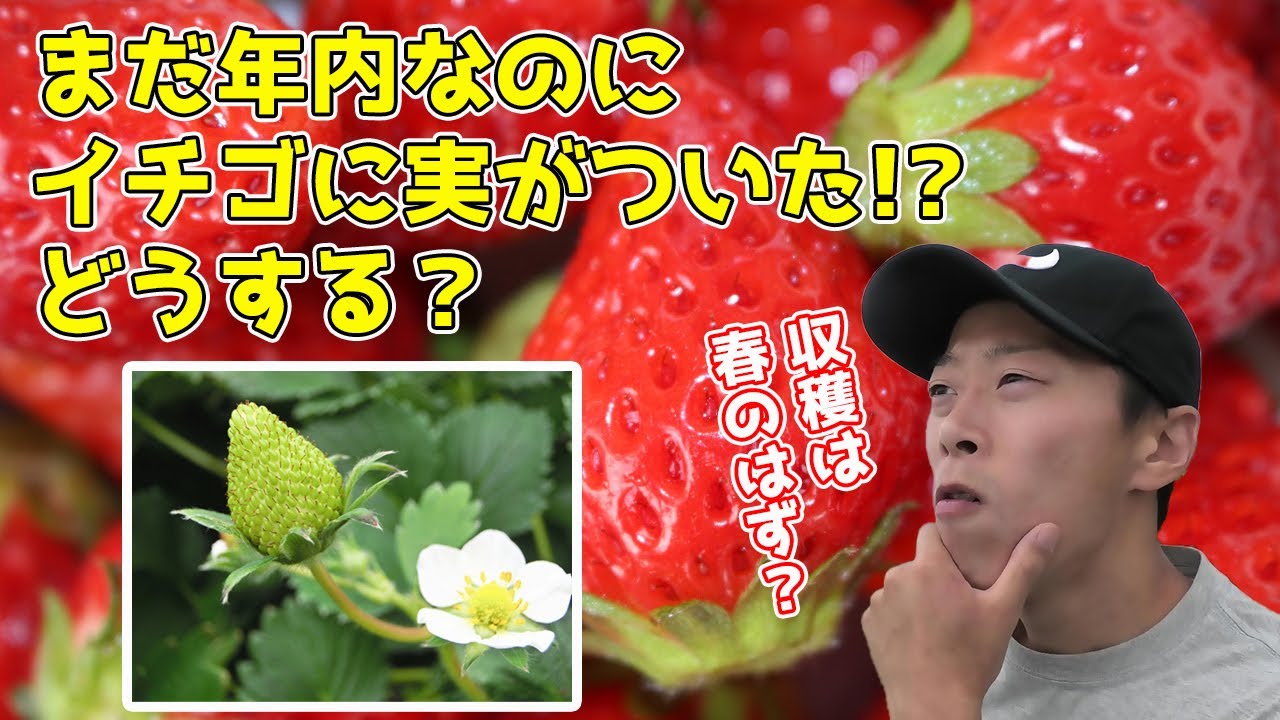 まだ年内 11 12月 なのにイチゴに実がついた 実は採るべき Youtube