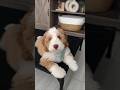 😍Olha que lindo esse cachorro 😍💖 Você precisa ver isso #cachorrofofo #shorts