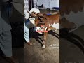#cow #cattleworld #cattle #cattleyard #animals #bullfarm #cowandbull #bull #farmanimals