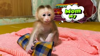 Baby monkey Tina is sad when her mother doesn't care