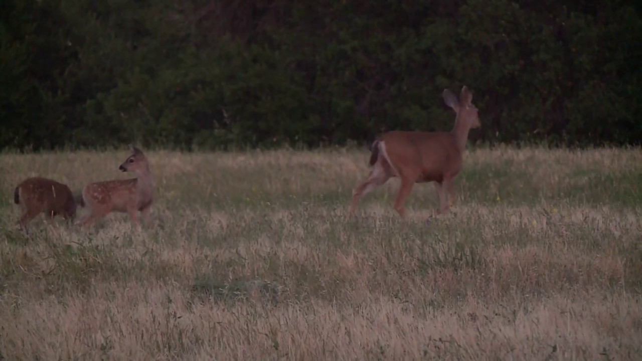 Deer in Fairfield YouTube