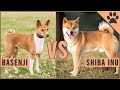 Basenji vs Shiba Inu - Which is better for you? の動画、YouTube動画。
