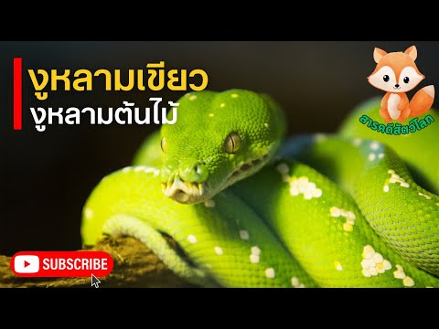 งูหลามเขียว งูเขียวต้นไม้ หรือ งูหลามต้นไม้สีเขียว Green Tree Python