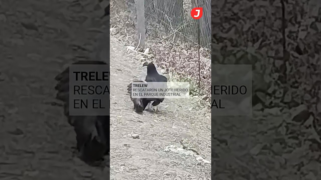 Rescataron un Jote herido en el Parque Industrial