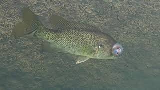 Giant Blue Hole Smallmouth and Rock Bass. by The Mighty Bluegill 817 views 3 years ago 3 minutes, 12 seconds