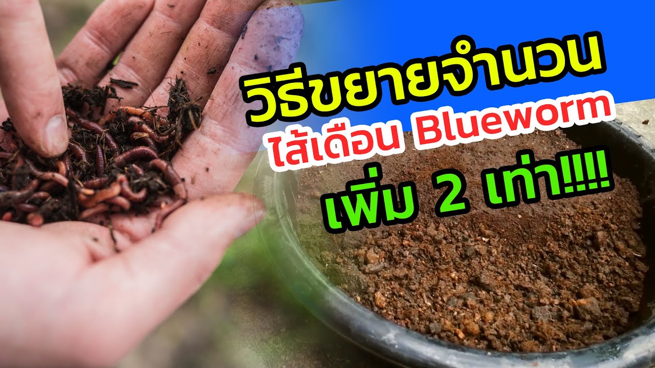 วิธีเพิ่มจำนวนไส้เดือน Blueworm เป็น2เท่า ทำแบบนี้เอง ง่ายมากๆ