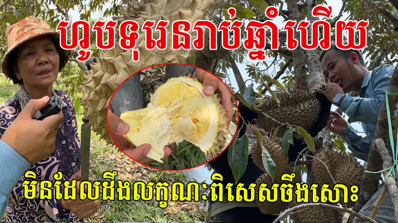 លក្ខណៈពិសេសរបស់ទុរេន ហូបរាប់ឆ្នាំហើយមិនដែលដឹងសោះ ញ៉ាំរបស់ខ្មែរ លើកស្ទួយកសិករខ្មែរ