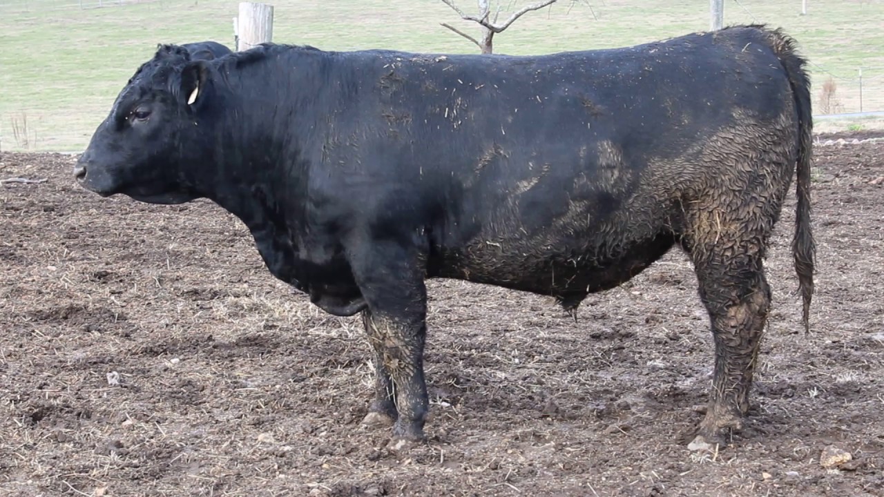 Hargis Angus (SAV Resource YN24) SOLD YouTube