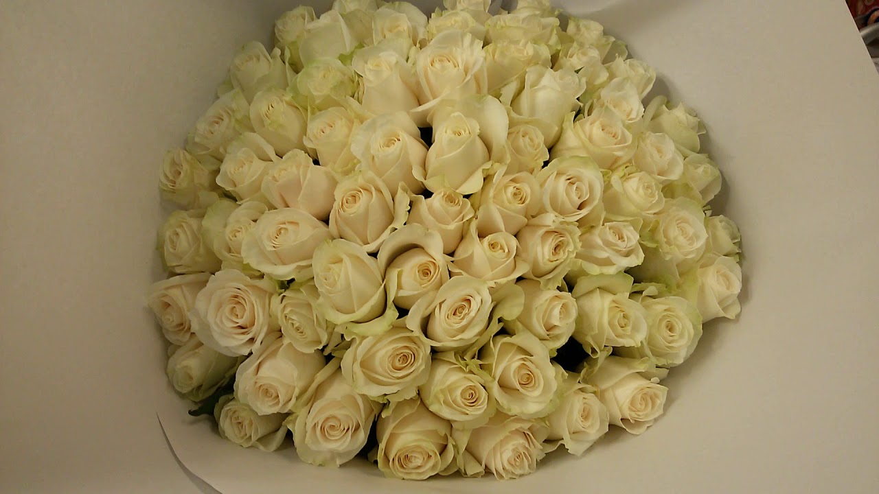 65 белых роз сорта Венделла