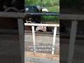 🐮: Alt tarafı içimiz geçmiş… #komik #hayvanlar #inek #kurban #keşfet #funny #shortvideo #cow #fypシ