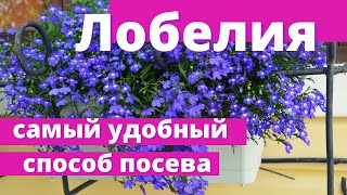 Забудьте про мучения с пикировкой. Супер способ посева лобелии без пикировки