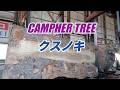長めのクスノキ製材・LONG CAMPHER TREE