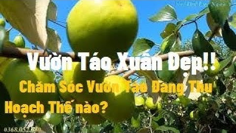 Vườn Táo Đẹp Và Cách Chăm Sóc Táo Khi Đang Thu Quả I Nui Doi Luc Ngan 98