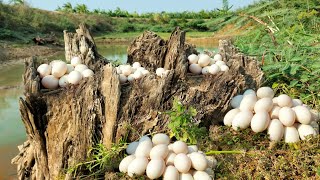 WOW WOW! Top, Farmers Today I found many duck eggs in a stream near a tree trunk