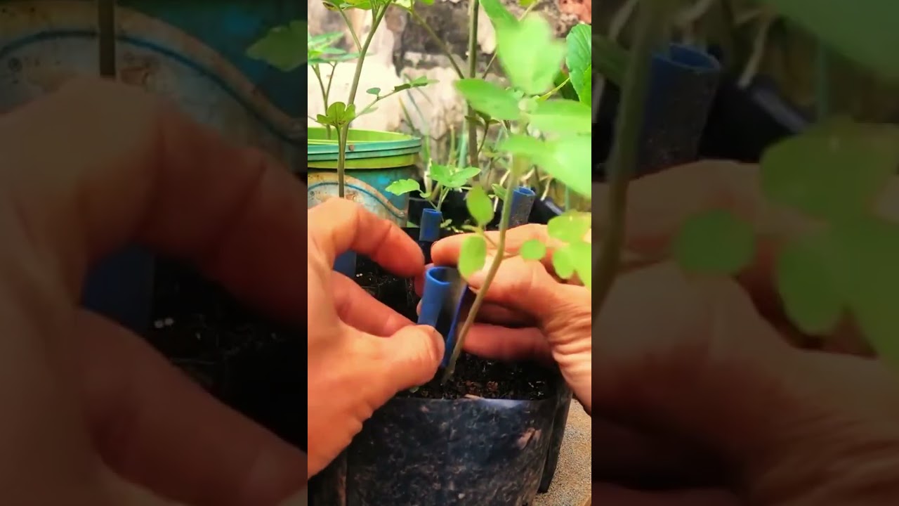 smart idea to make a simple tool to support tomato plants 