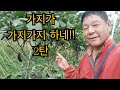 가지 따는 영상 2탄 입니다 가지 따는 영상 2탄 입니다