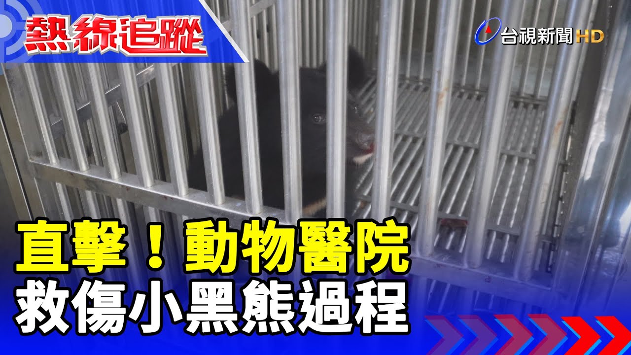 直擊！動物醫院 救傷小黑熊過程【熱線追蹤】