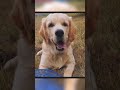 #золотистыйретривер #goldenretriever #щенок #домсемья