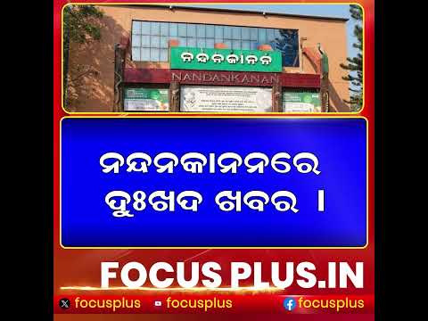 ନନ୍ଦନକାନନରେ ଦୁଃଖ: ଚାଲିଗଲା ନବଜାତ ଶାବକ! ll FOCUS PLUS ||