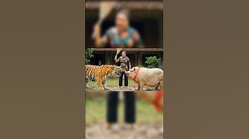 tạo video bằng công nghệ AI VEO 3 | Bà cô can ngăn heo và hổ đánh nhau|