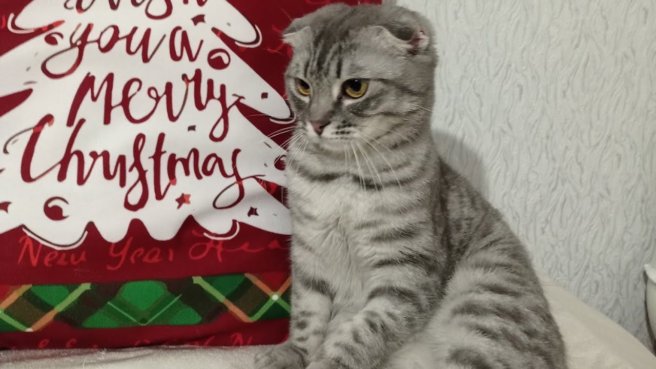 Хурма не по вкусу/Глаза боятся/Разбираю коридор/Потолок шпарую...