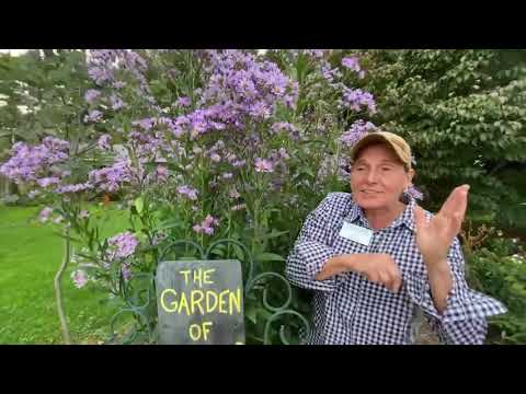 Aster tartaricus: Tartarian Aster
