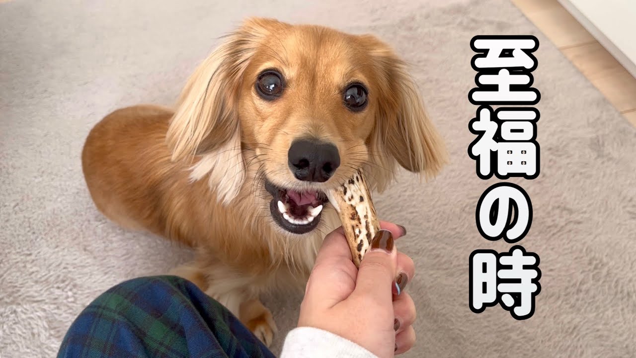 至福の時を過ごすダックスと昼までパジャマな飼い主の日曜日【カニンヘンダックス】