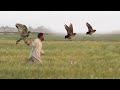 Excellent Hunting Moments With Goshawks || Best Hunting Video 2021 || Raptors Today