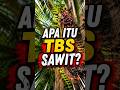 Fakta Sawit #3: Apa Itu Tandan Buah Segar (TBS)? 🌴